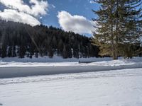 there is a lot of snow that is covering the ground with trees and pines