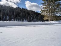 there is a lot of snow that is covering the ground with trees and pines