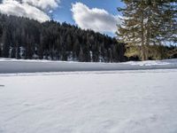 there is a lot of snow that is covering the ground with trees and pines