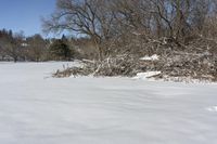 there is a patch of brush on the grass in the snow covered field on the edge of a field