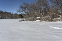 there is a patch of brush on the grass in the snow covered field on the edge of a field