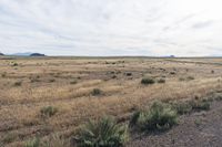 Landscape of Utah's San Rafael Swell with Red Rocks and Open Grass Field