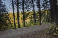 a gravel road is going up the hill towards a tree filled hillside in the background