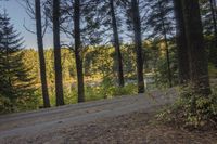 a gravel road is going up the hill towards a tree filled hillside in the background