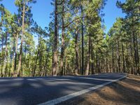 Larch Forest in Tenerife, Canary Islands