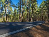 Larch Forest in Tenerife, Canary Islands