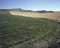 a large green field of ripe grass with hills in the background with some dirt in the foreground
