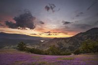 a sunset over a field of lavender flowers next to a river and mountains in the distance