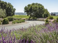 a winding road through the lavender lined vineyards fields and trees along a curvy curve