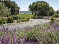 a winding road through the lavender lined vineyards fields and trees along a curvy curve