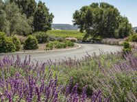 a winding road through the lavender lined vineyards fields and trees along a curvy curve