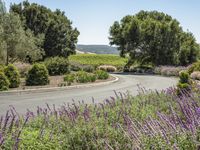 a winding road through the lavender lined vineyards fields and trees along a curvy curve