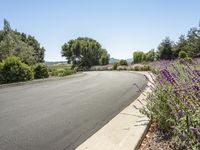 a beautiful street is lined with lavender bushes and other plants beside a road with a hill in the distance