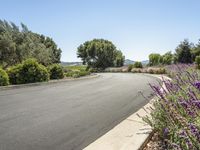 a beautiful street is lined with lavender bushes and other plants beside a road with a hill in the distance