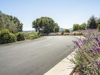 a beautiful street is lined with lavender bushes and other plants beside a road with a hill in the distance