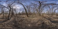 an upside down panoramic photo of a forest with no leaves on it and no grass or dead leaves in it