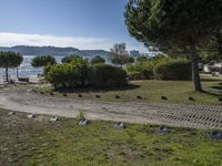 birds that are by the water in a park on the beach in monaco, france