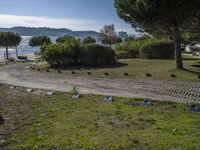 birds that are by the water in a park on the beach in monaco, france