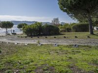 birds that are by the water in a park on the beach in monaco, france