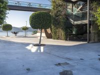 a person sitting on a skateboard next to a tree in the middle of a concrete floor