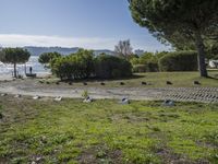 Views of Lisbon's Road: Nature and the Ocean