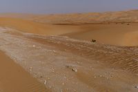 a lone tree in the middle of the desert against the background of large sand dunes with dirt