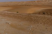 a lone tree in the middle of the desert against the background of large sand dunes with dirt