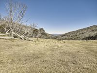 a lone bench sits alone in a green field with the mountains in the background and dead trees around