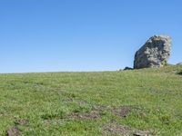 a lone cow standing in a field of grass under a big rock like object in the background