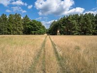 a large field with a lone giraffe in it with trees around it and grass on the bottom