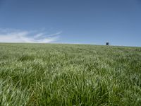 a lone tractor sits in the middle of a vast green field with sky and grass