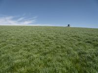 a lone tractor sits in the middle of a vast green field with sky and grass