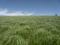 a lone tractor sits in the middle of a vast green field with sky and grass