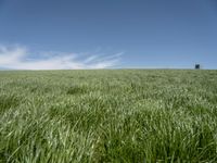 a lone tractor sits in the middle of a vast green field with sky and grass