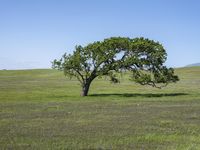 a lone tree is surrounded by green grass in a vast field with a blue sky