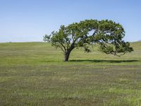 a lone tree is surrounded by green grass in a vast field with a blue sky