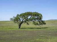 a lone tree is surrounded by green grass in a vast field with a blue sky