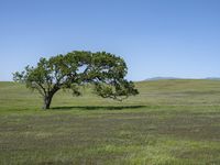 a lone tree is surrounded by green grass in a vast field with a blue sky