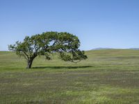 a lone tree is surrounded by green grass in a vast field with a blue sky