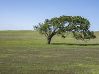 a lone tree is surrounded by green grass in a vast field with a blue sky