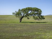 a lone tree is surrounded by green grass in a vast field with a blue sky