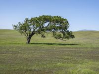 a lone tree is surrounded by green grass in a vast field with a blue sky