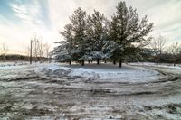 a lone tree standing in the middle of a field of snow on the ground and surrounded by trees