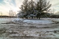 a lone tree standing in the middle of a field of snow on the ground and surrounded by trees