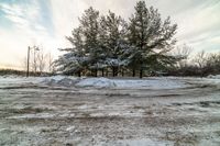 a lone tree standing in the middle of a field of snow on the ground and surrounded by trees