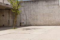 the tree is alone against the wall outside of the building, near the parking meter and the sidewalk