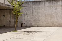 the tree is alone against the wall outside of the building, near the parking meter and the sidewalk