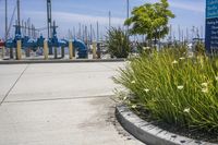 some boats that are parked at the marina in water and signs on the sidewalk and plants