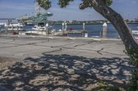 the large tree has some leaves hanging over it and is next to the water with boats docked