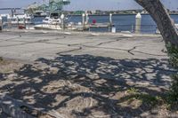 the large tree has some leaves hanging over it and is next to the water with boats docked